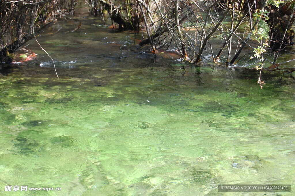清澈绿潭中的枯木景象