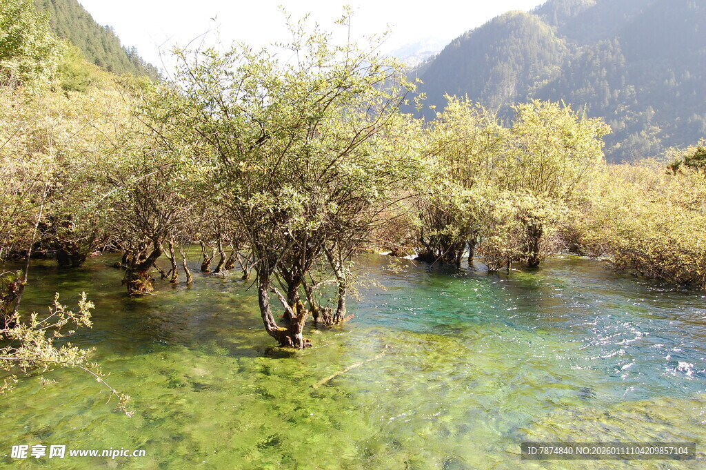 山间清澈溪流与繁茂树木