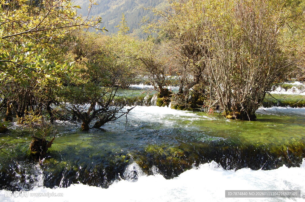 山间溪流旁的葱郁树林
