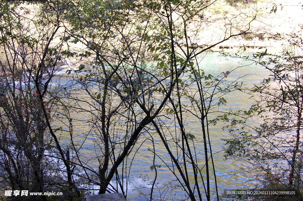 林间河畔的静谧景致