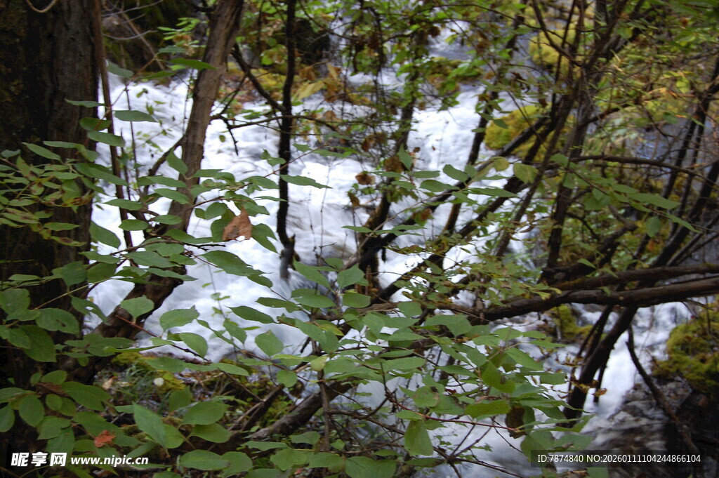 林间溪流 绿意盎然之景