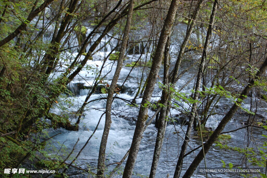 山间溪流穿林而过