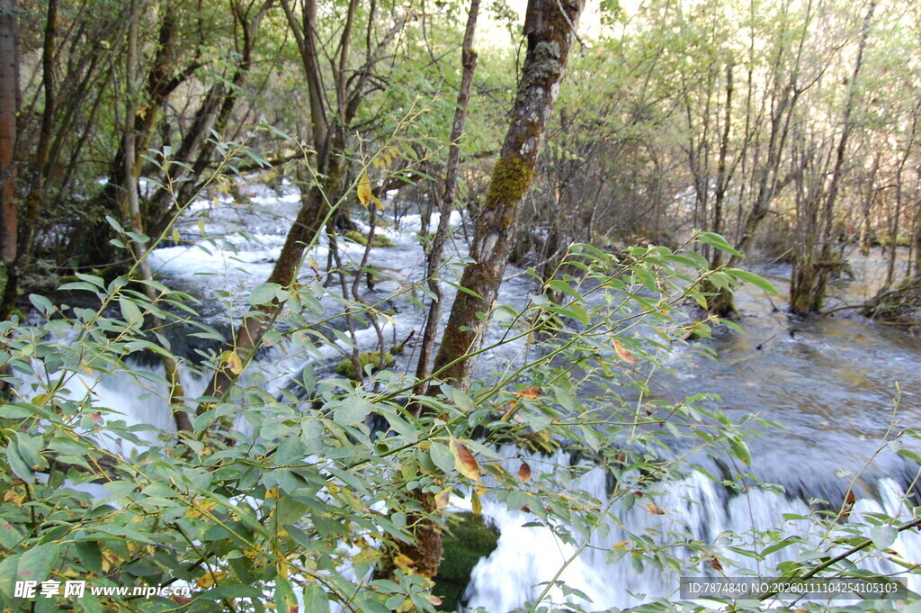 冬日林间覆雪溪流美景