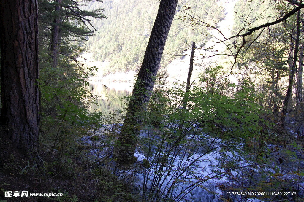 森林中的静谧溪流景观