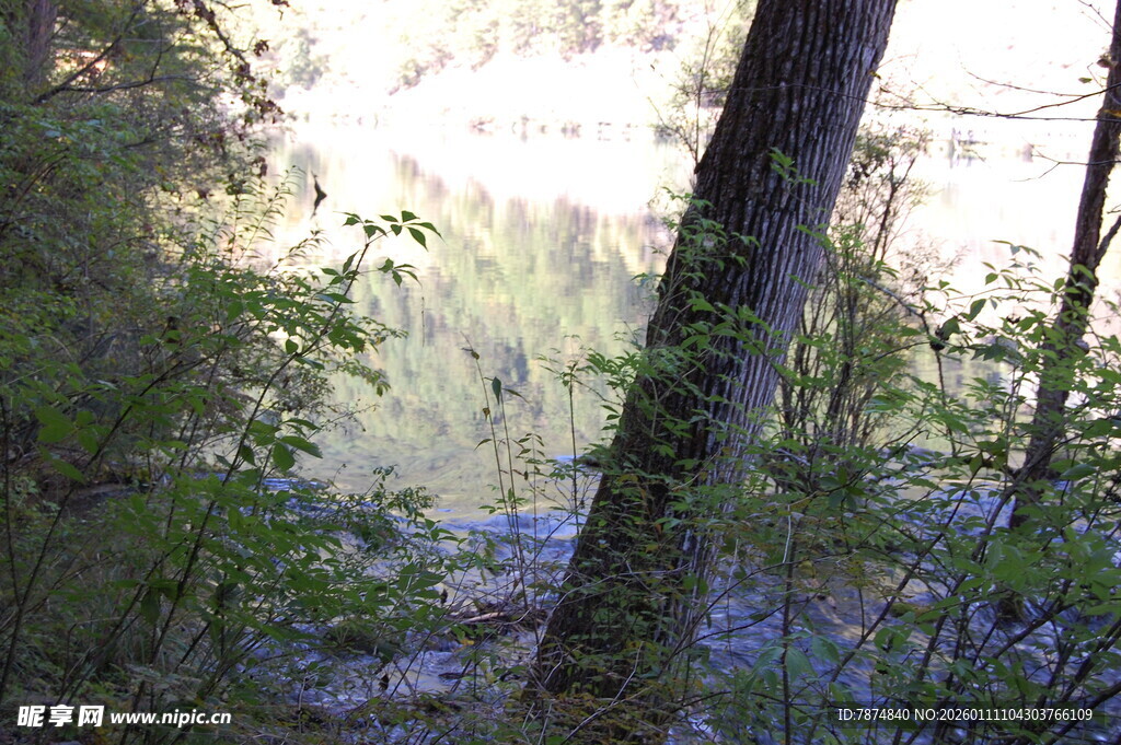 林间光影下的静谧自然景色