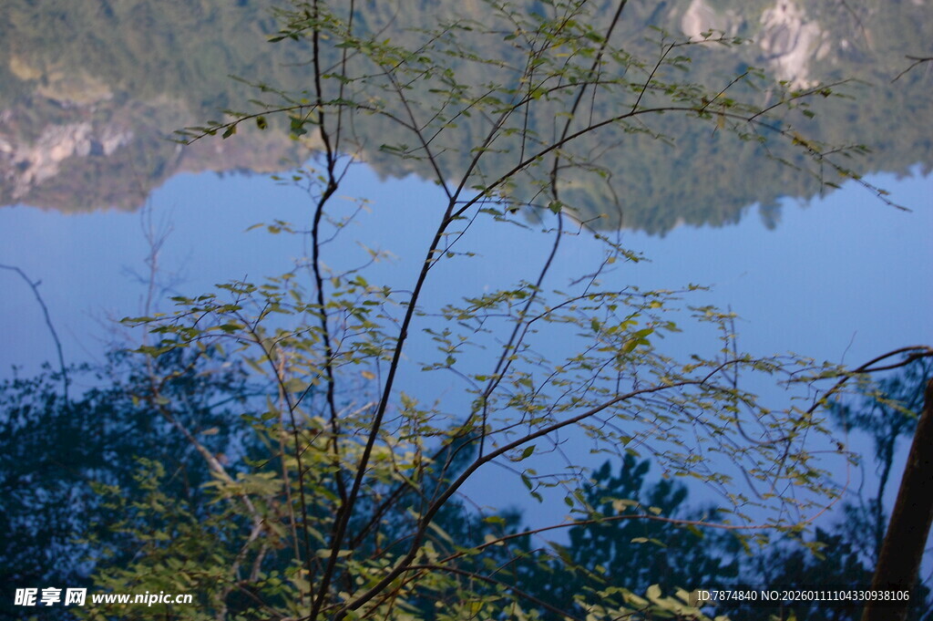 湖畔树枝与静谧湖水