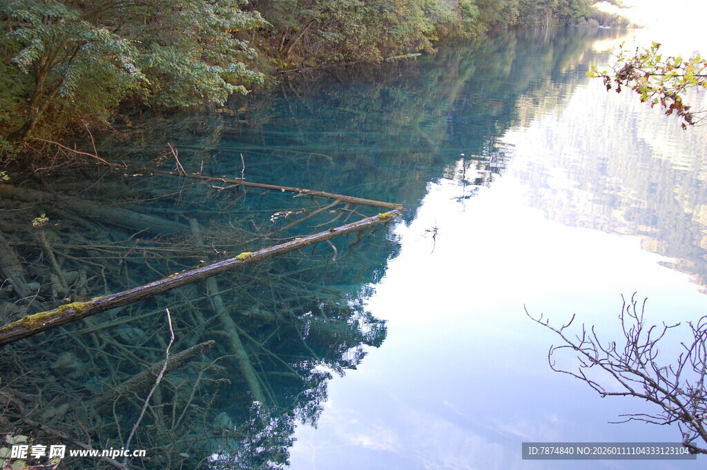 清澈溪谷中的静谧自然景象