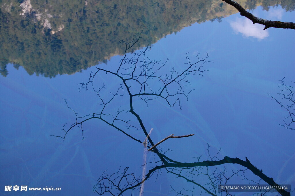 湖畔孤枝映碧水