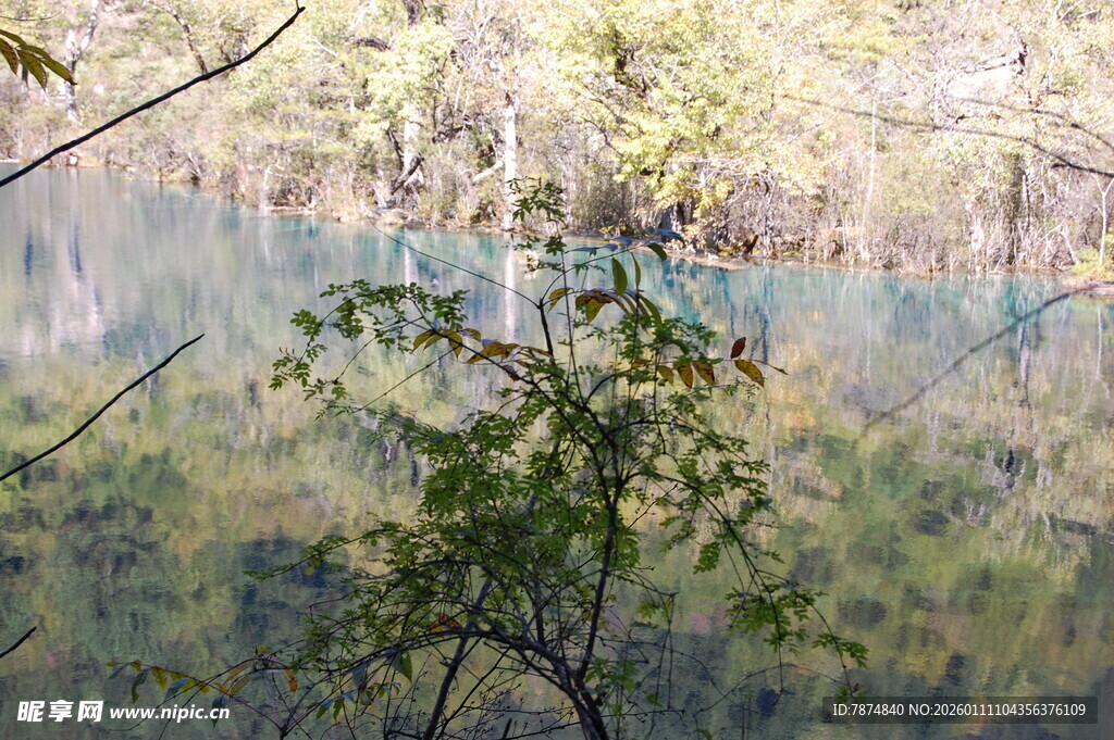 林间湖水边的绿意景致