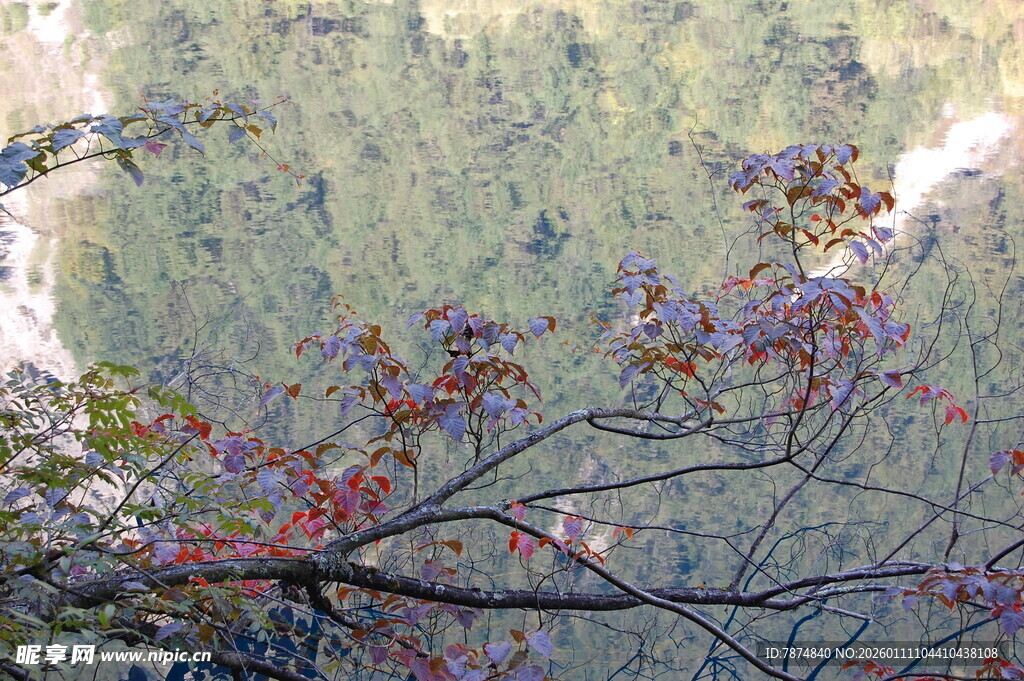 山林间多彩树枝景致