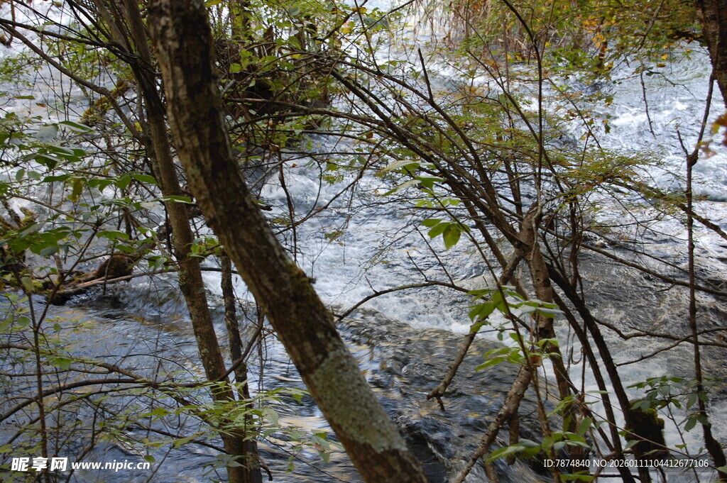 溪边繁茂植物景观
