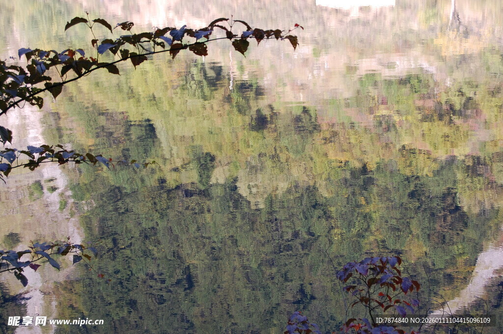 枝头飞鸟与朦胧山林景色