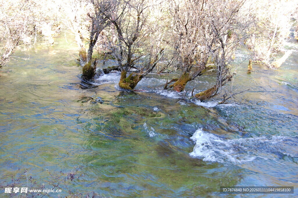 溪边枯树 流水潺潺