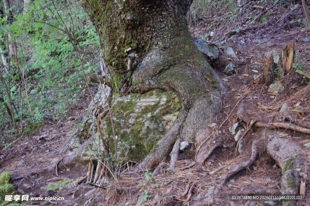 树根盘绕的自然景象