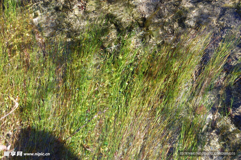 水边茂盛的绿色野草