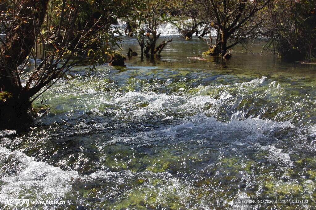湍急溪流中的树木景观