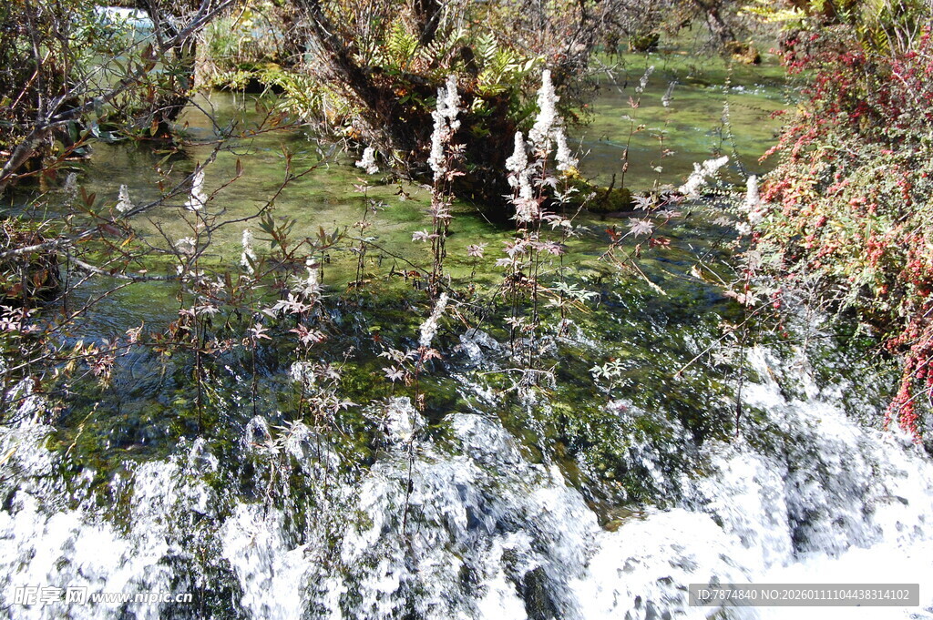 雪覆绿植 自然清新景致