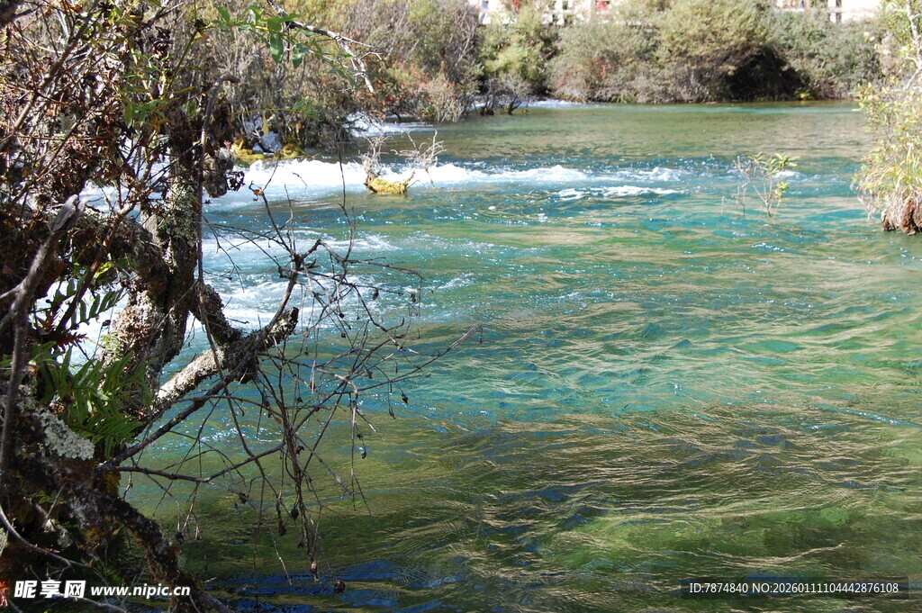 清澈溪流边的自然景致