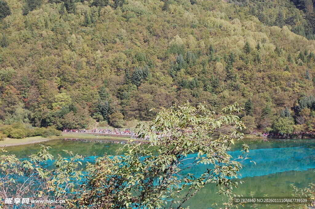 山间蓝湖旁的翠绿枝叶