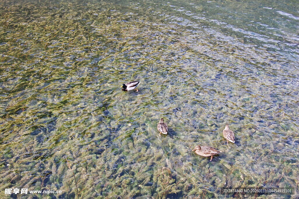 水中游弋的几只鸭子