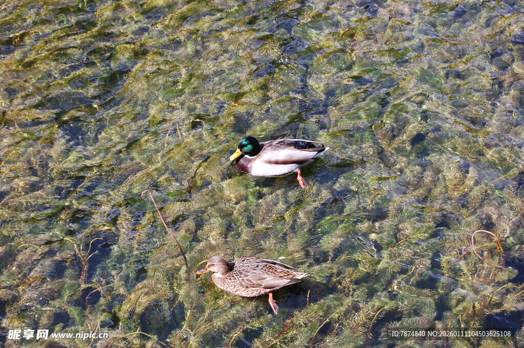 水中双鸭游弋于水草间