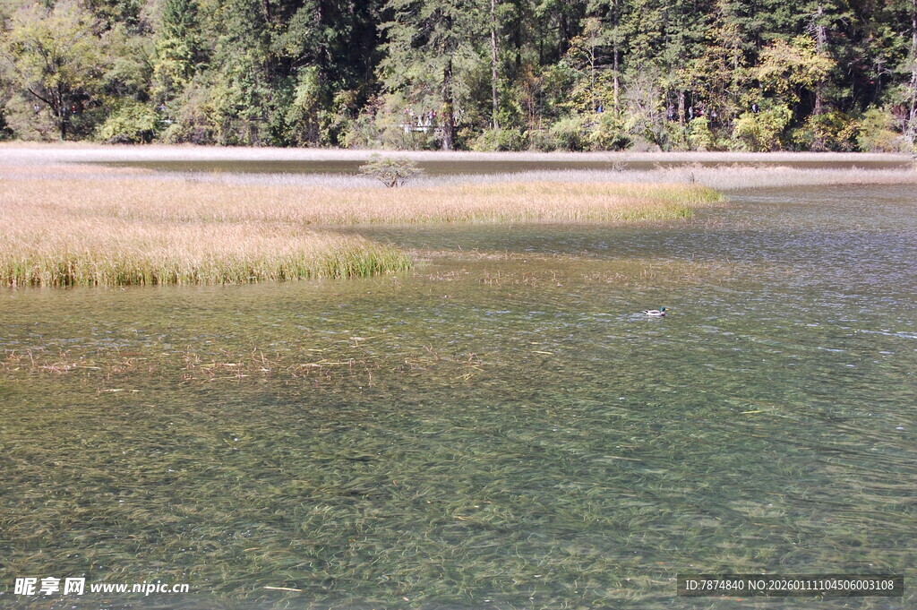 清澈湖边的自然景致