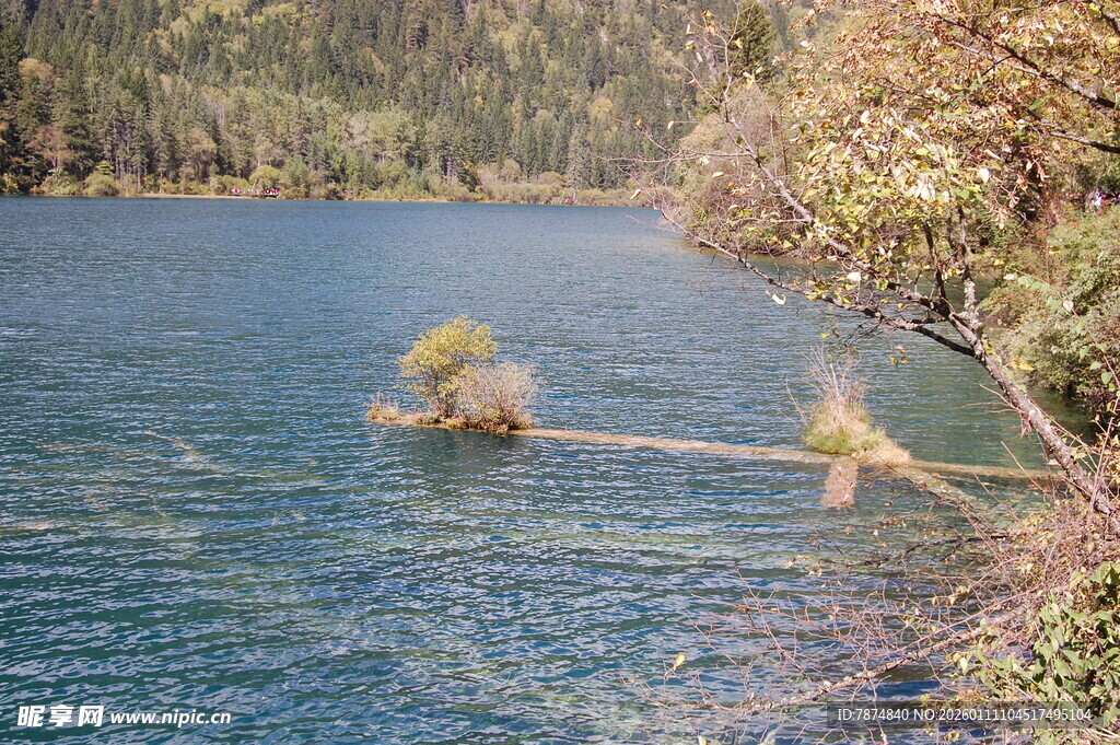 静谧湖边漂浮的枯木景观
