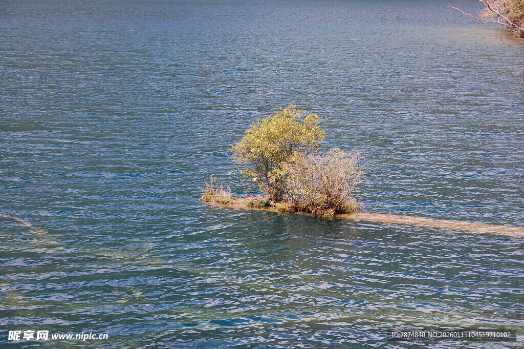 孤树傲立水中景