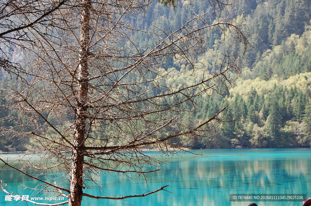 湖畔枯树与幽蓝湖水
