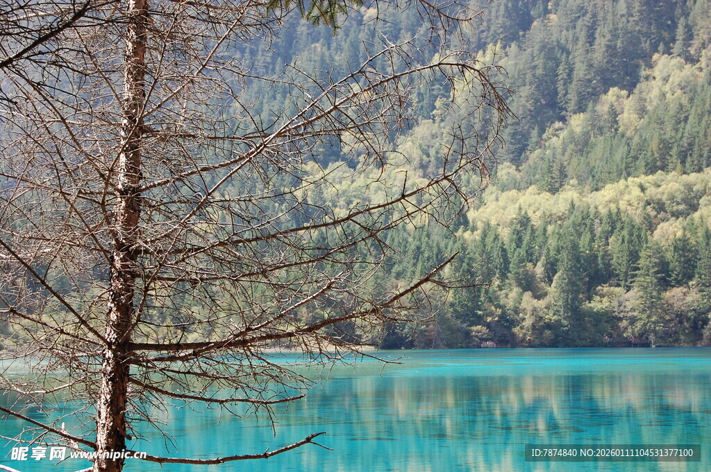 湖畔枯树与翠绿山林美景