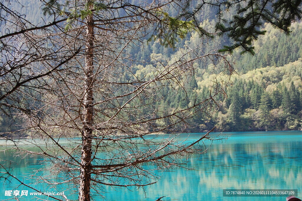 蓝湖旁的枯树与葱郁山林