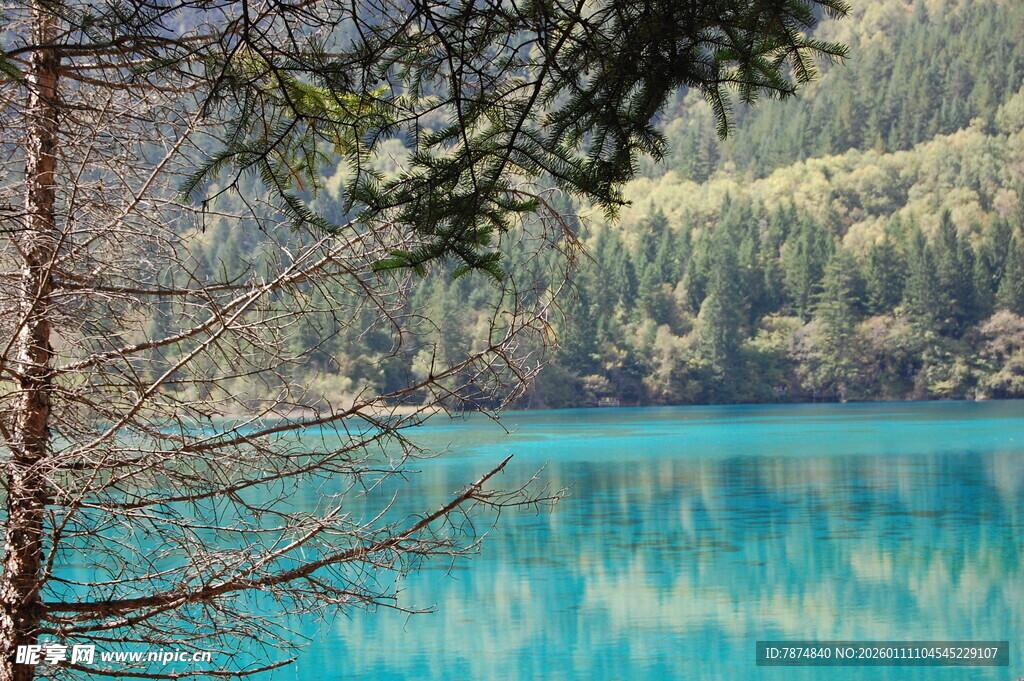 梦幻蓝湖旁的森林景致