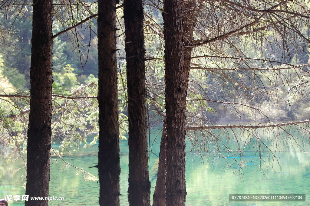 林间湖畔 静谧自然景致