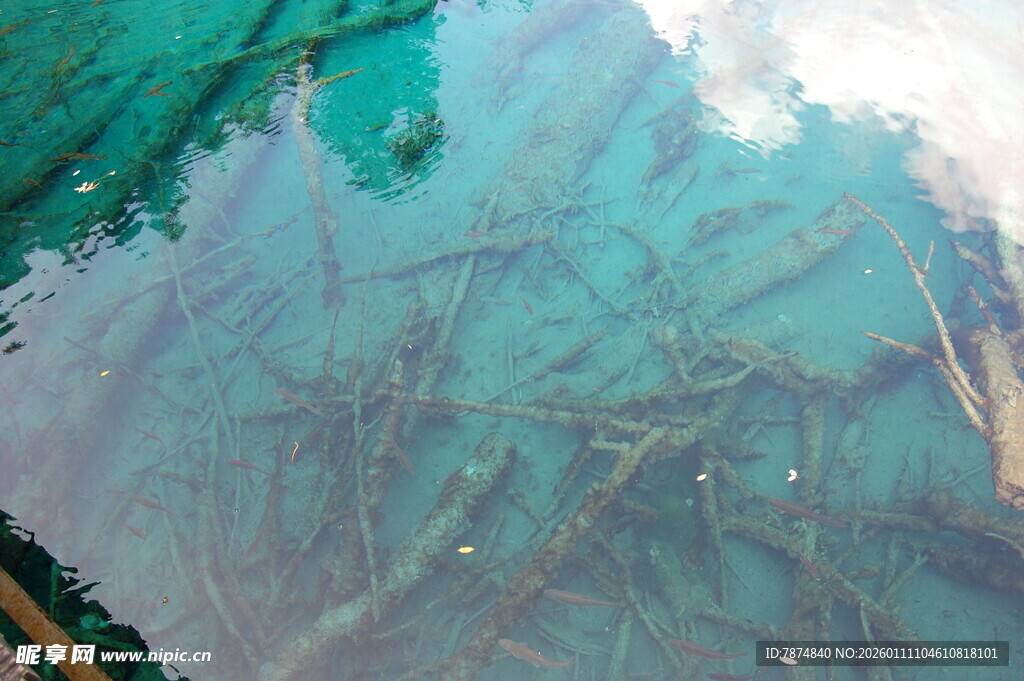 清澈水下的杂乱树枝