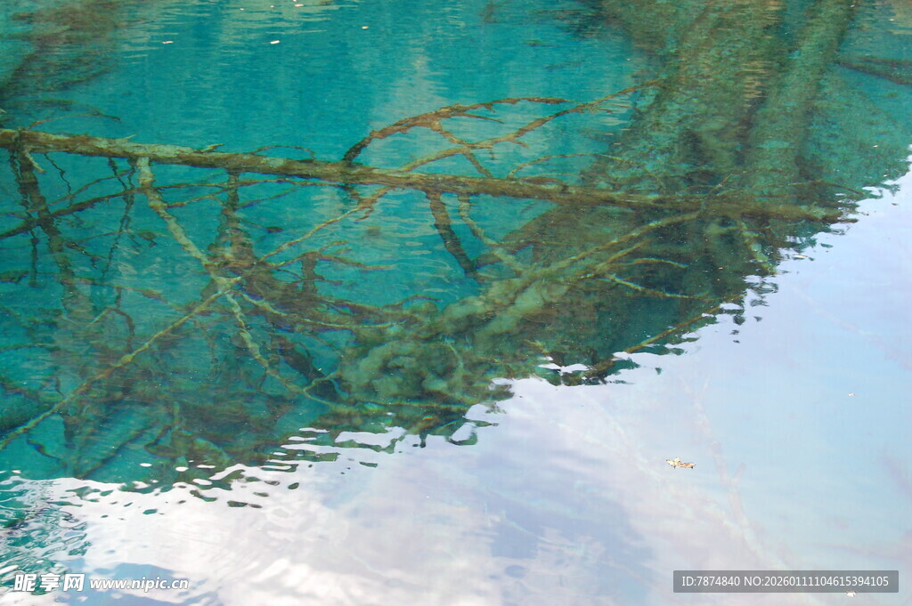清澈水底的交错树枝