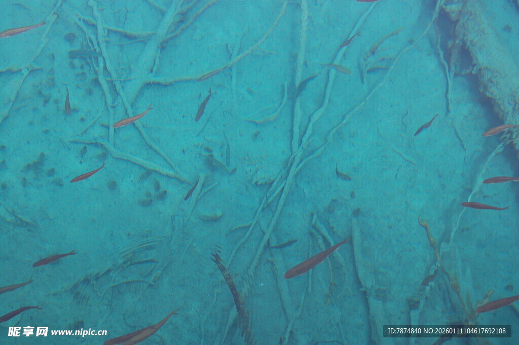 蓝绿色底纹上的红色小鱼