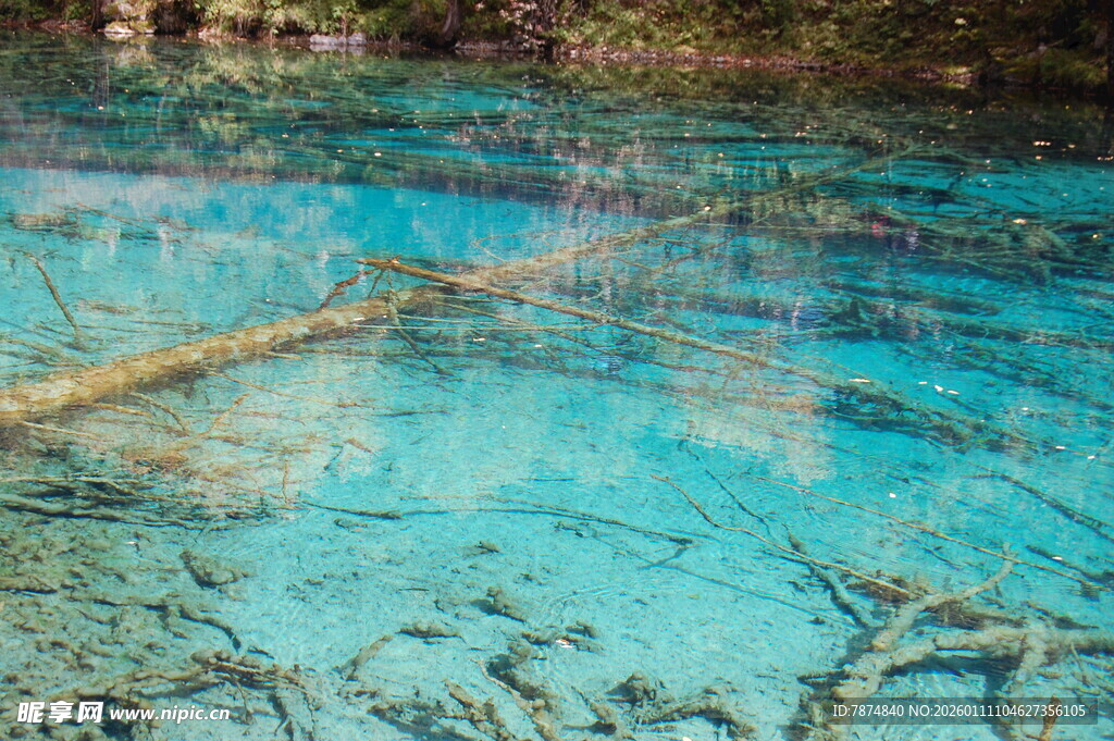 清澈蓝水下的枯木景观
