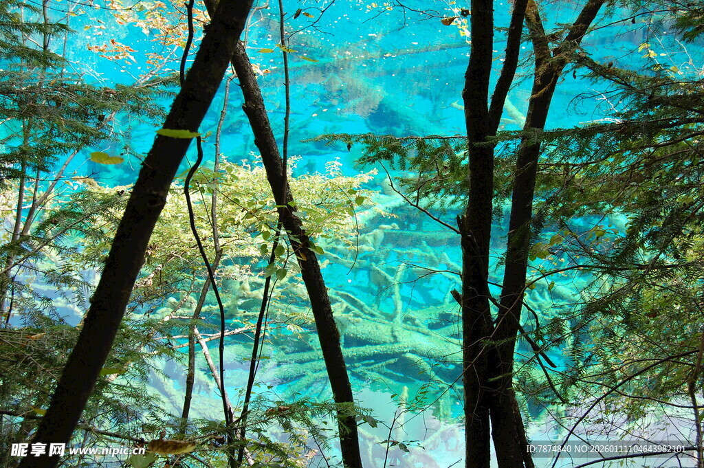 透过树林望湛蓝湖水