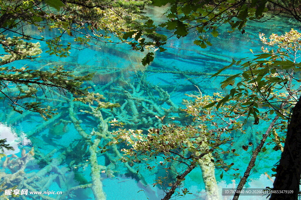 水下奇幻森林景观