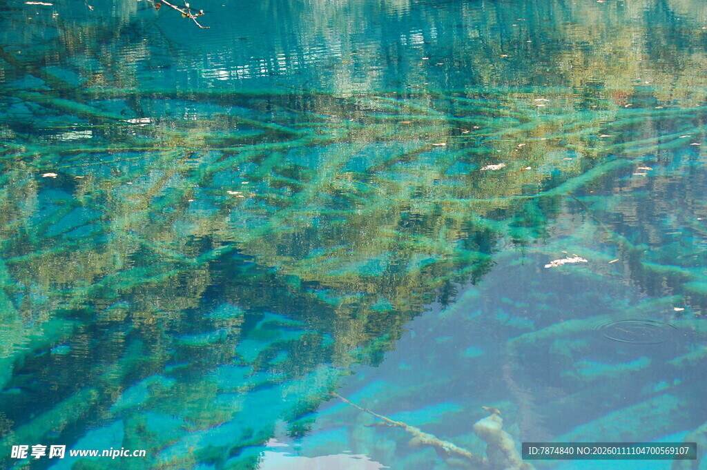 清澈水底的斑斓景象