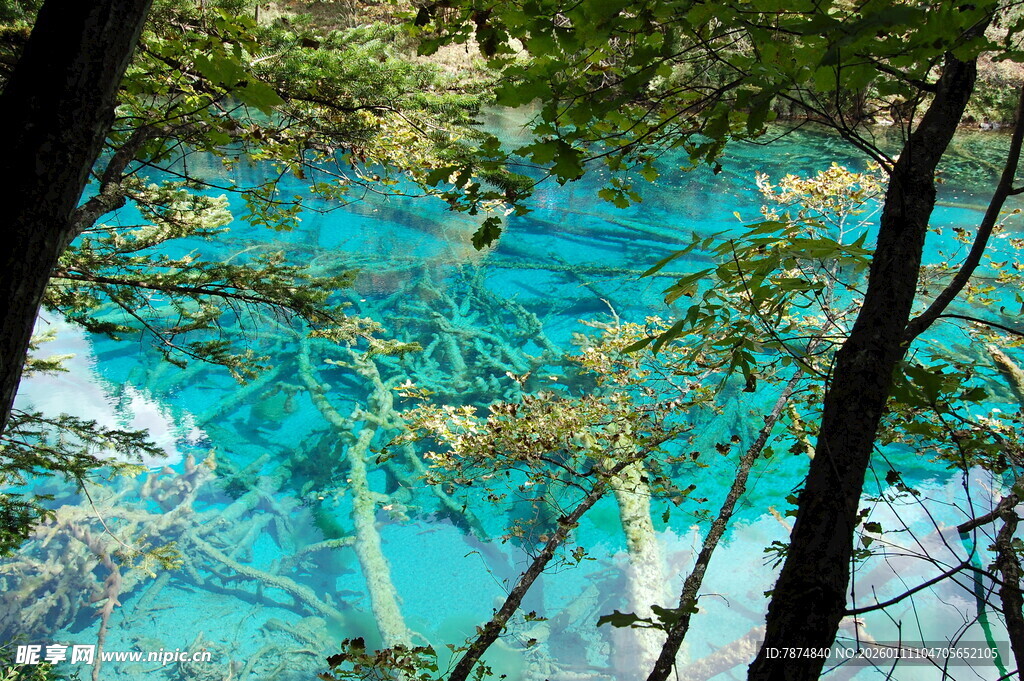 梦幻蓝湖森林美景