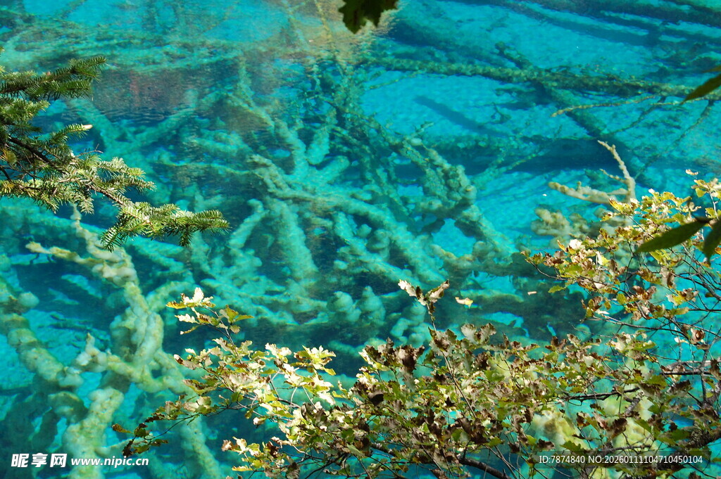 海底绚烂珊瑚景观