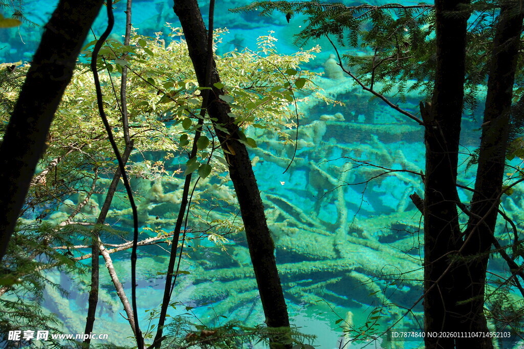 清澈湖水下的树木景观