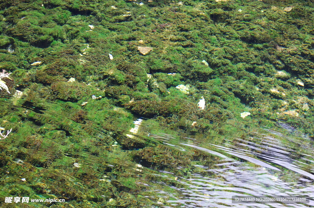 水底繁茂的绿色水生植物