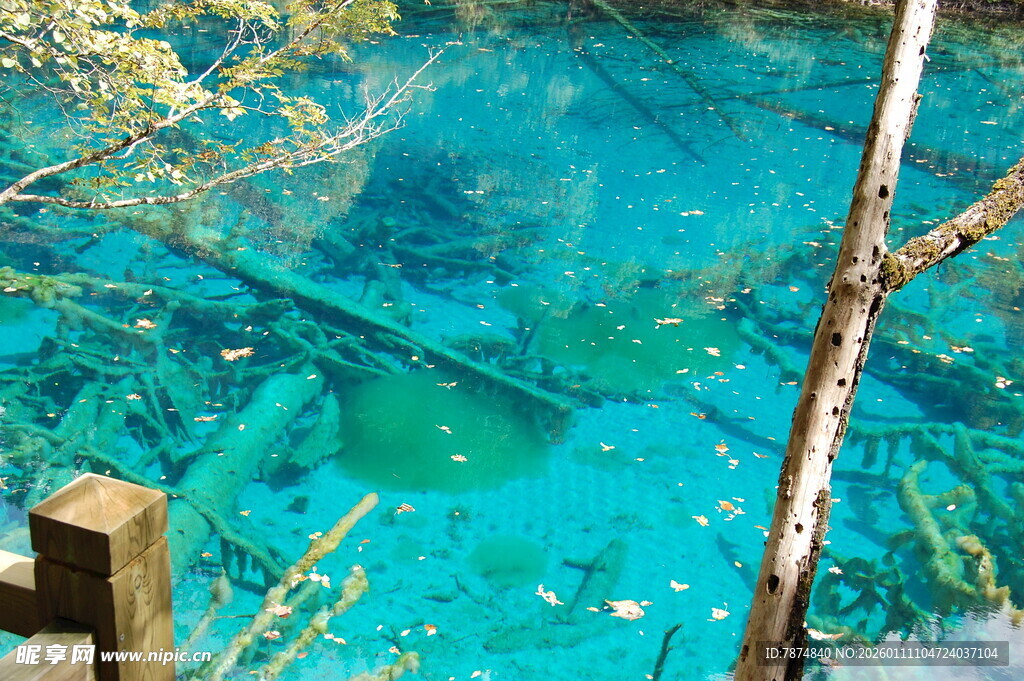清澈蓝湖与枯木景观