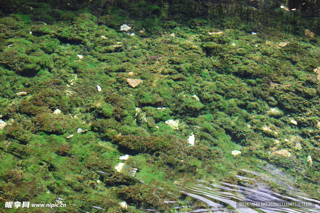 翠绿苔藓覆盖的湿润表面