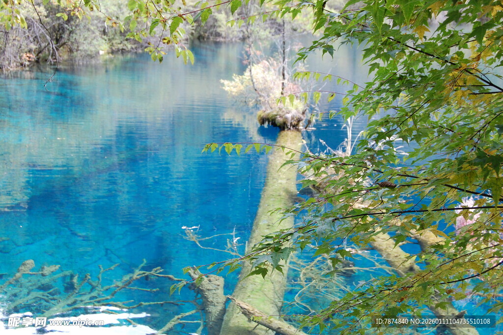 梦幻蓝湖旁的葱郁枝叶