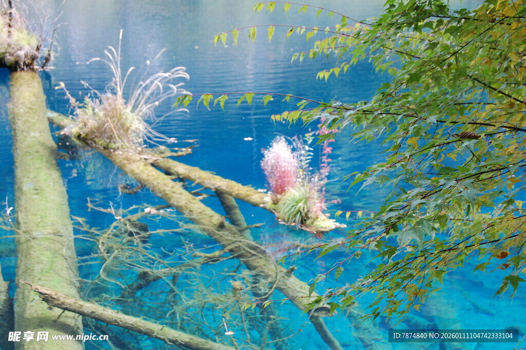 水下舞者于澄澈水域起舞