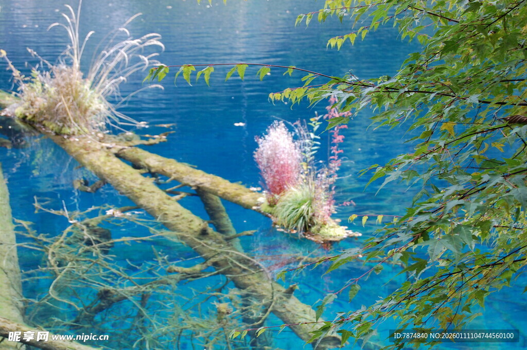 水下树枝与绽放的粉色植物
