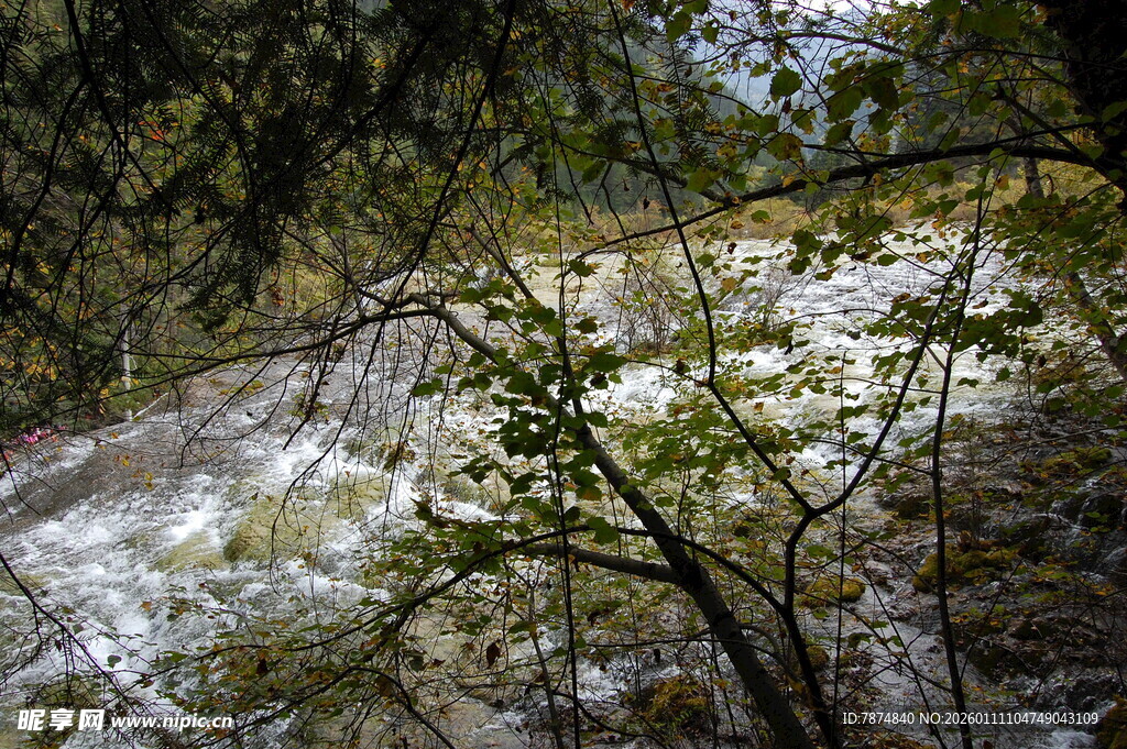 林间溪流 绿意盎然的景致